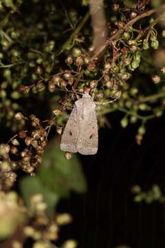 Image of Old Man Dart; Muted Dart (ssp. mutata); Spotted-legged Cutworm