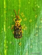 Image of Gonophora pulchella Gestro 1888