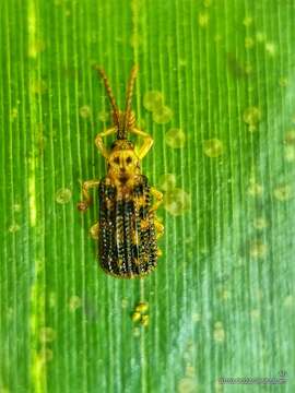 Image of Gonophora pulchella Gestro 1888