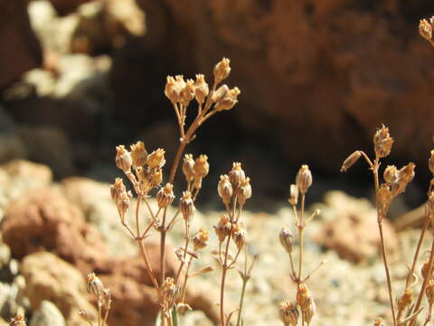 Image of Silene nocteolens Webb & Berth.