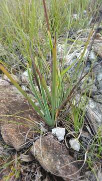 Image of Aristea madagascariensis Baker