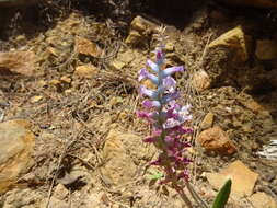 Image of Lachenalia orchioides subsp. parviflora (W. F. Barker) G. D. Duncan