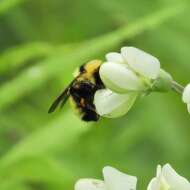 Image of Yellow Bumblebee