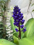 Image of Blue ginger