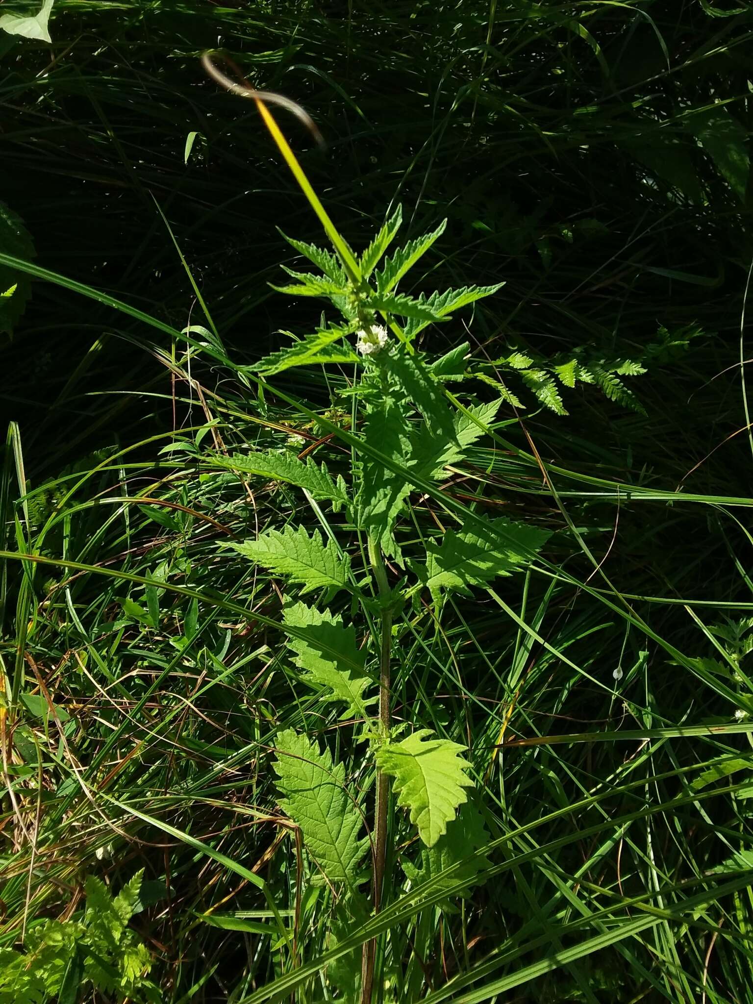 Image of Bugleweed