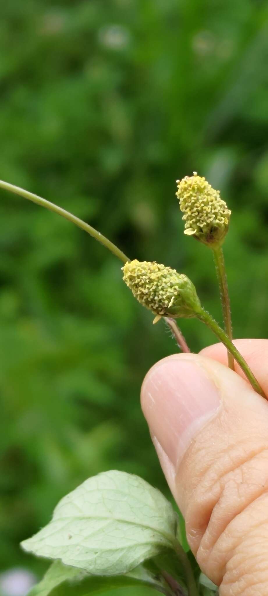 Image of Acmella brachyglossa Cass.