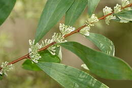 Image of Hakea florulenta Meissner