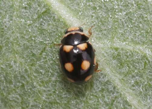 Image of Brachiacantha uteella Casey 1908