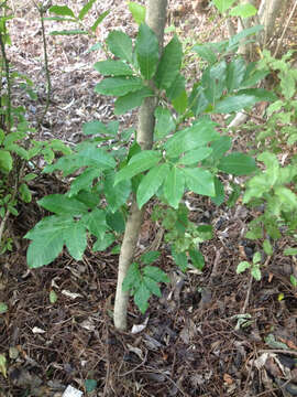 Image of Native Cedar Kohekohe