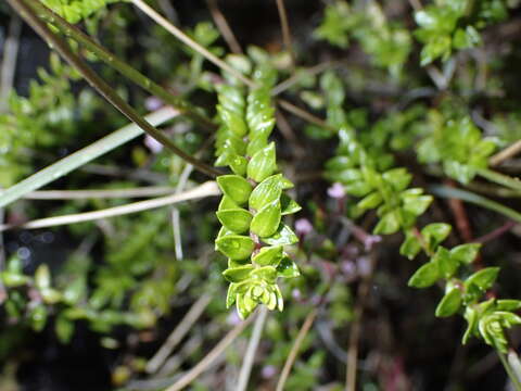 Micromeria teneriffae (Poir.) Benth. ex G. Don的圖片