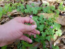 Imagem de Vicia sativa subsp. sativa