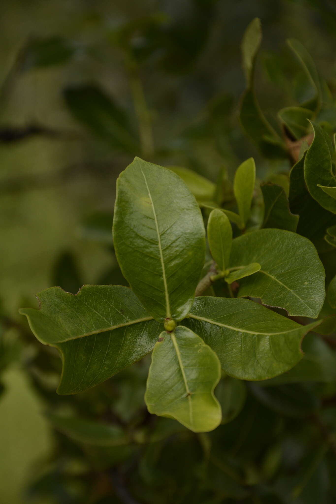 Image de Gardenia gummifera L. fil.