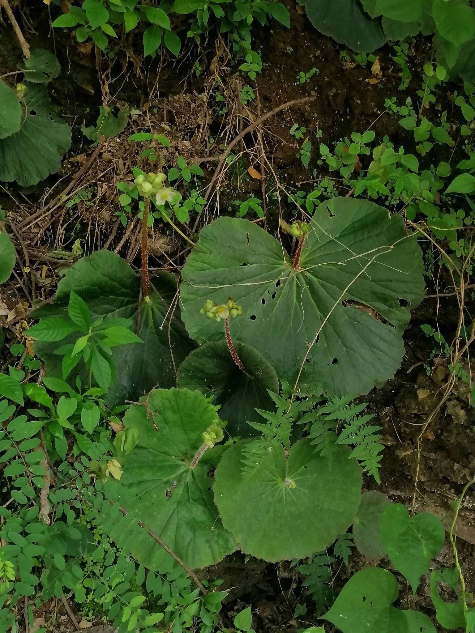 Слика од Begonia monophylla Pav. ex A. DC.