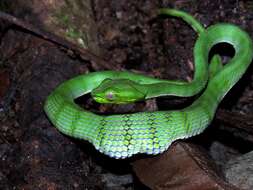 Image of Malcolm’s pitviper