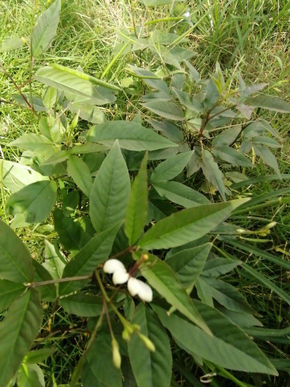 Image of toothed spiderflower