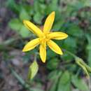 Image of Hypoxis pulchella G. L. Nesom