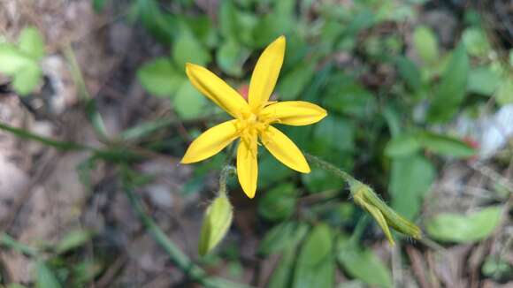 Image of Hypoxis pulchella G. L. Nesom