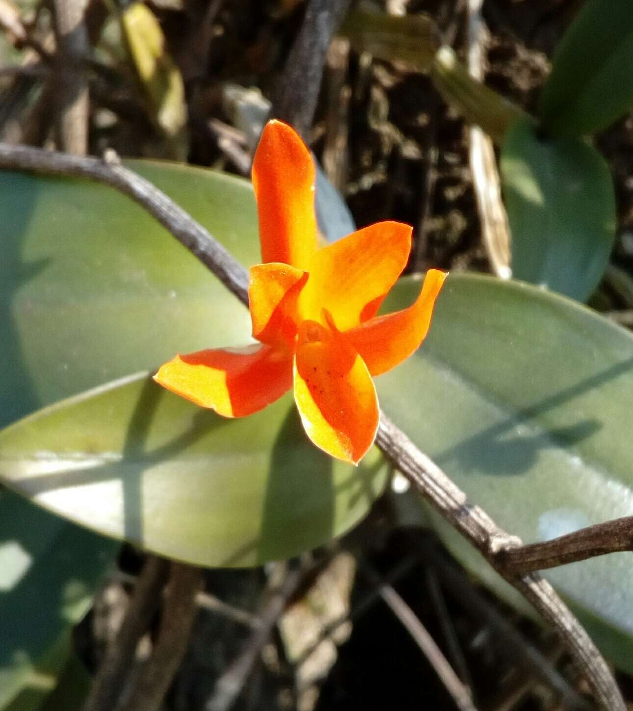 Image of Guarianthe aurantiaca (Bateman ex Lindl.) Dressler & W. E. Higgins