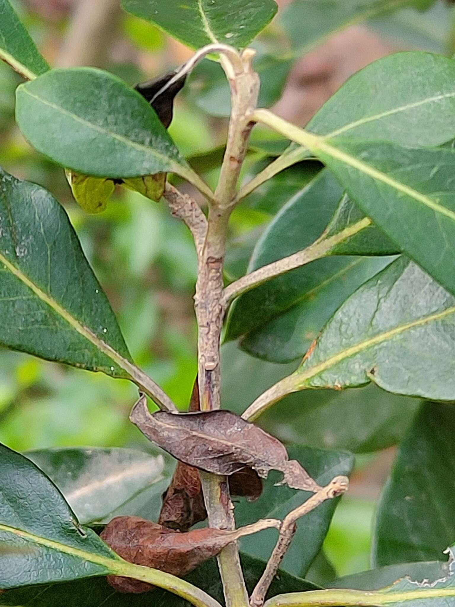 Sivun Rhodomyrtus psidioides (G. Don) Benth. kuva