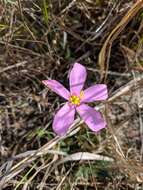 Image of largeflower rose gentian