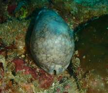 Image of harlequin cowrie