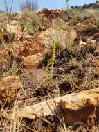 Image of Crassula capitella subsp. nodulosa (Schönl.) Tölken