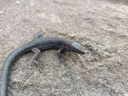 Image of Lilford's Wall Lizard