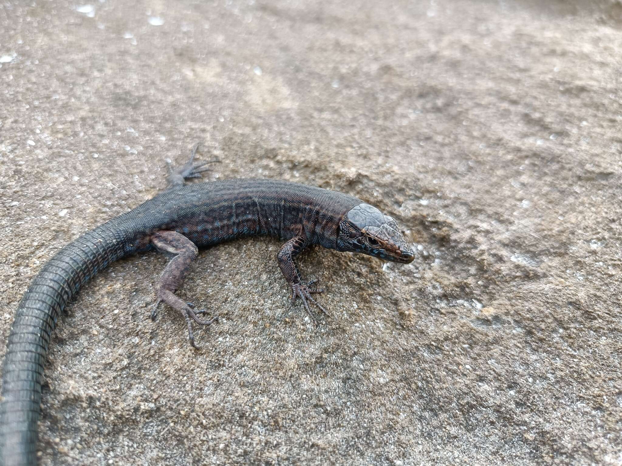 Image of Lilford's Wall Lizard