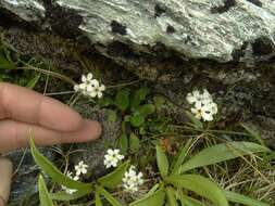 Image de Myosotis lyallii subsp. lyallii