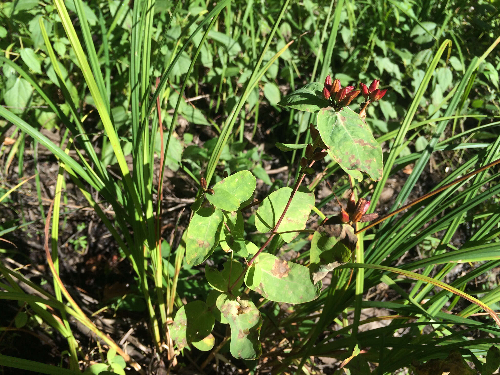 Image of Fraser's St. John's-Wort