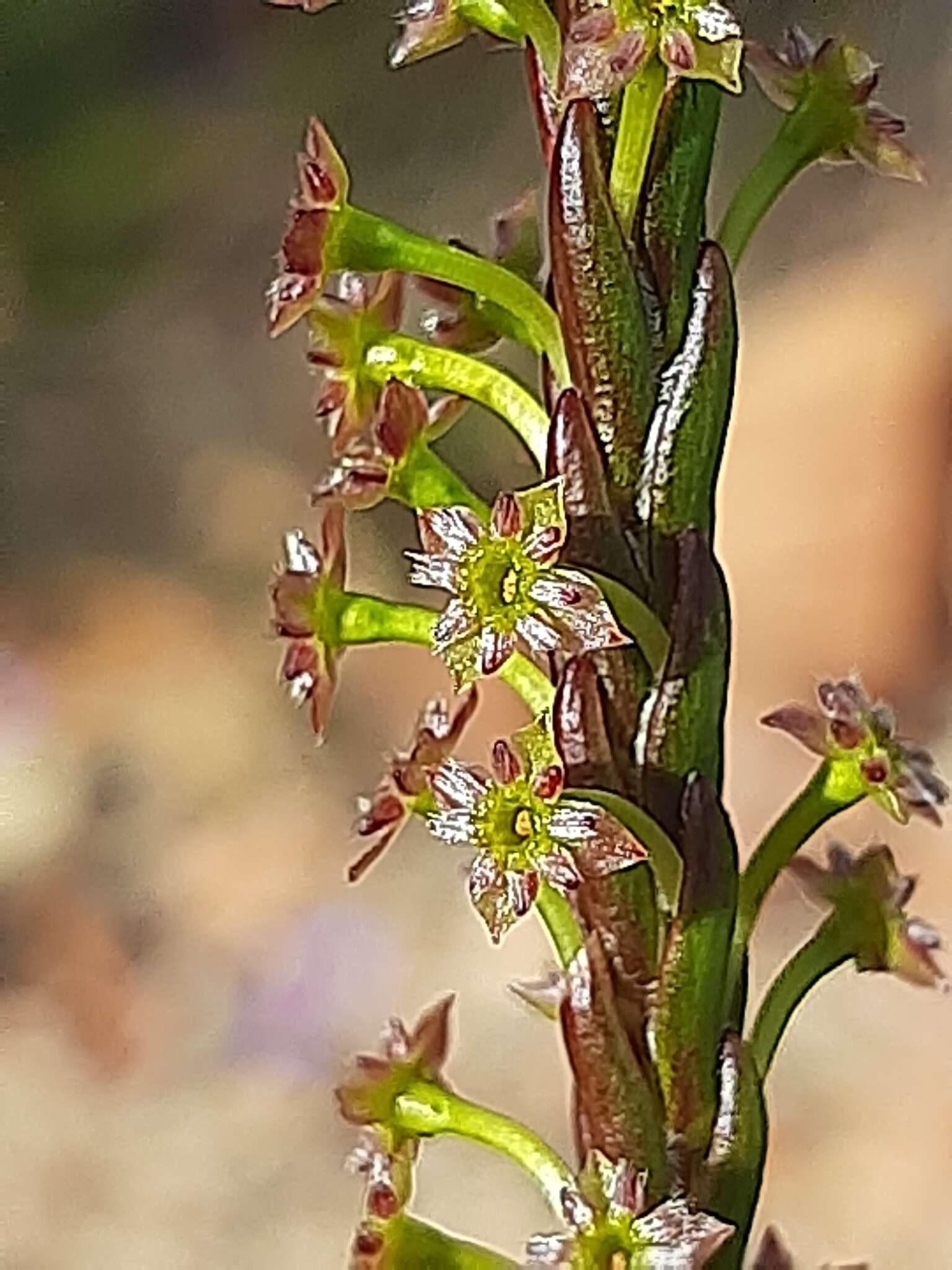 Image of Struthiola parviflora Bartl. ex Meissn.