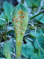 Слика од Aecidium plantaginis-variae McAlpine 1906