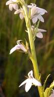 صورة Lobelia spicata Lam.