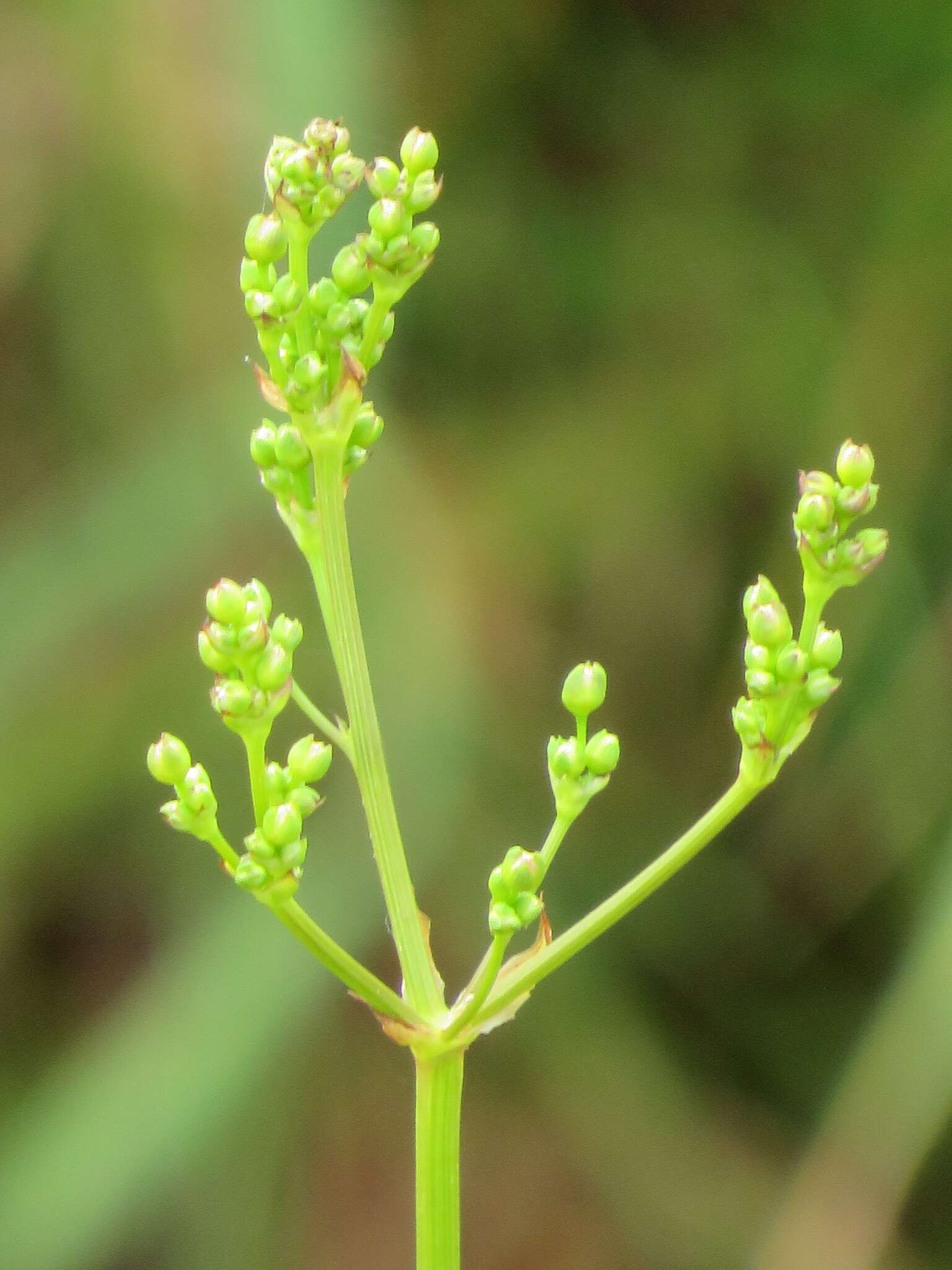 Image of Common Water-plantain