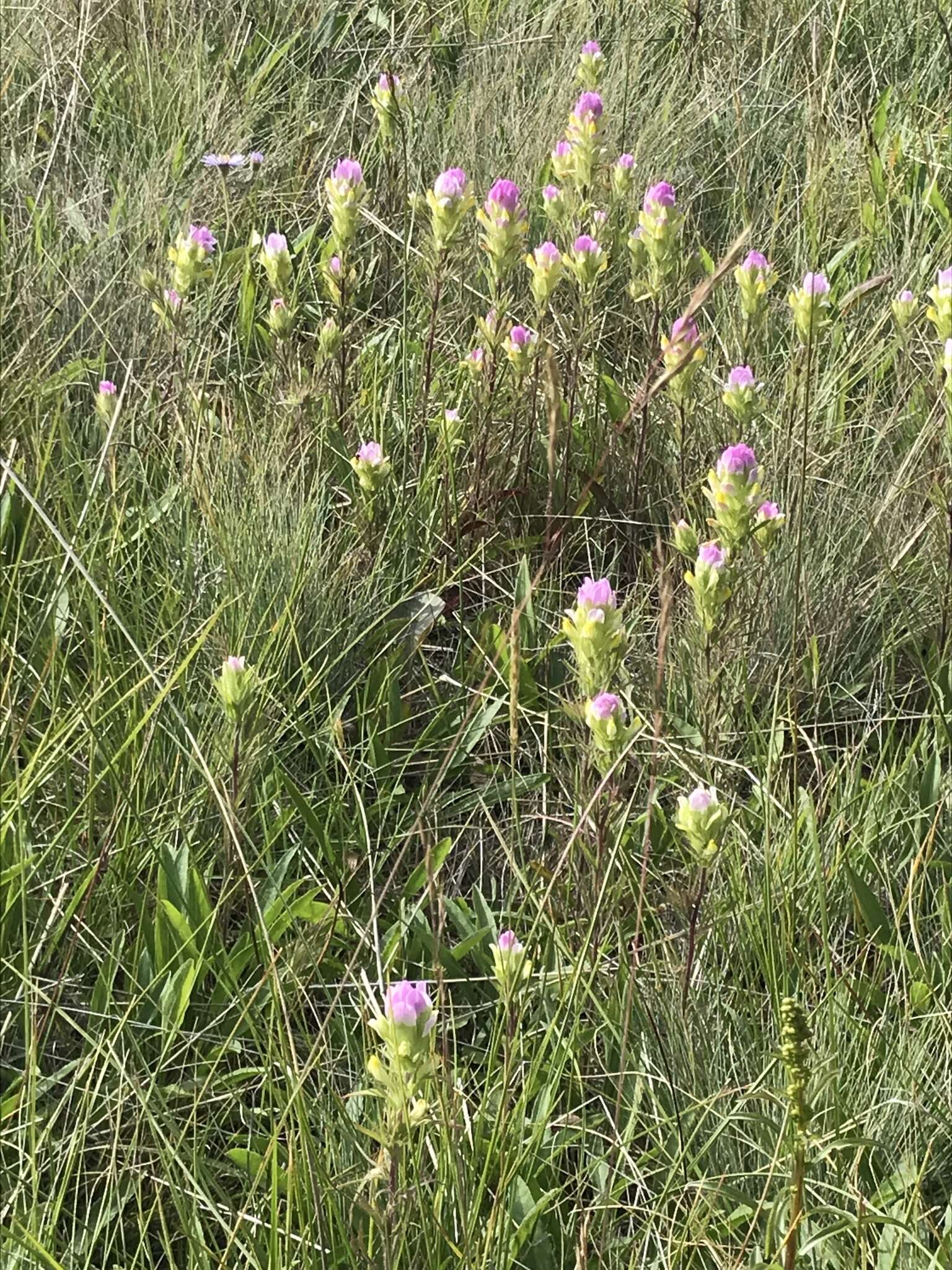 Imagem de Orthocarpus tenuifolius (Pursh) Benth.