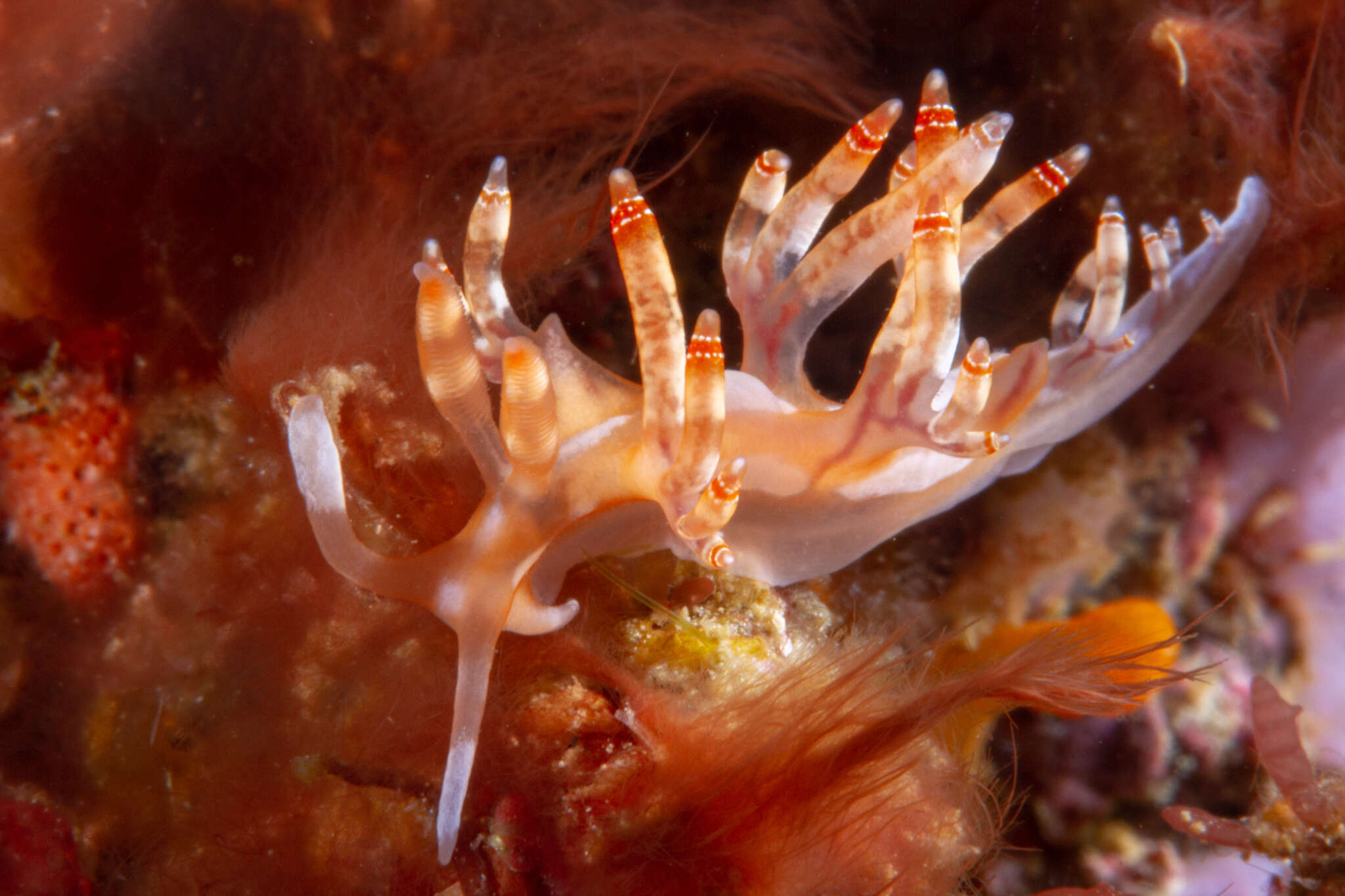 Image of Beautiful red-ring pastel slug