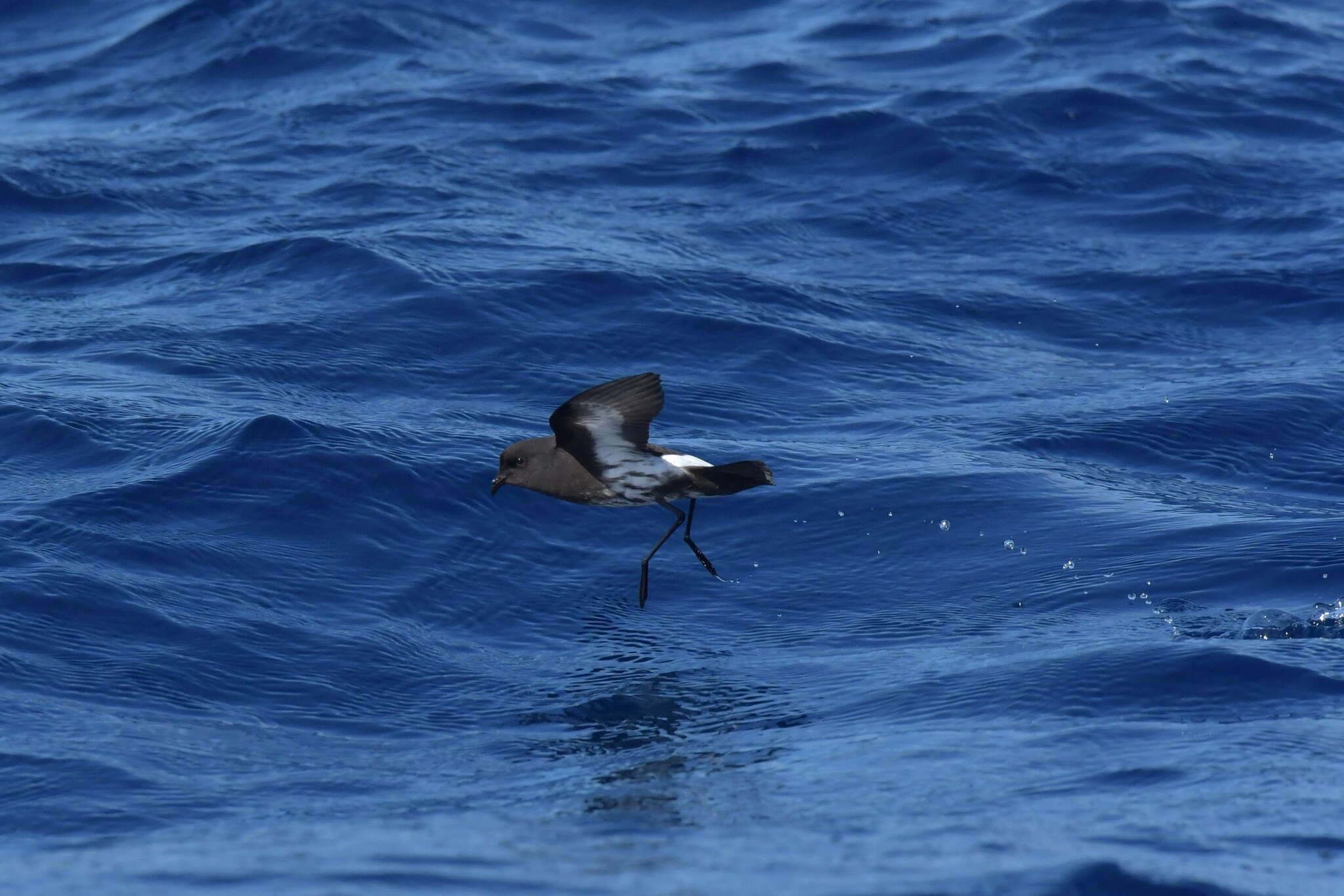 Image of New Zealand Storm Petrel