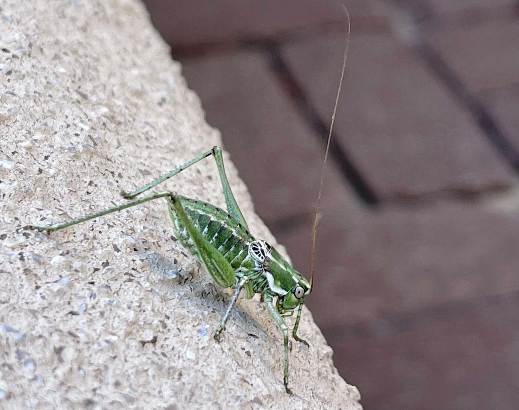 Image of Two-lined Shieldback