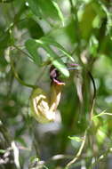 Image of Aristolochia macroura Gomez