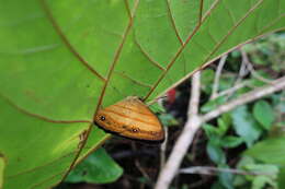 Image of Mycalesis pitana