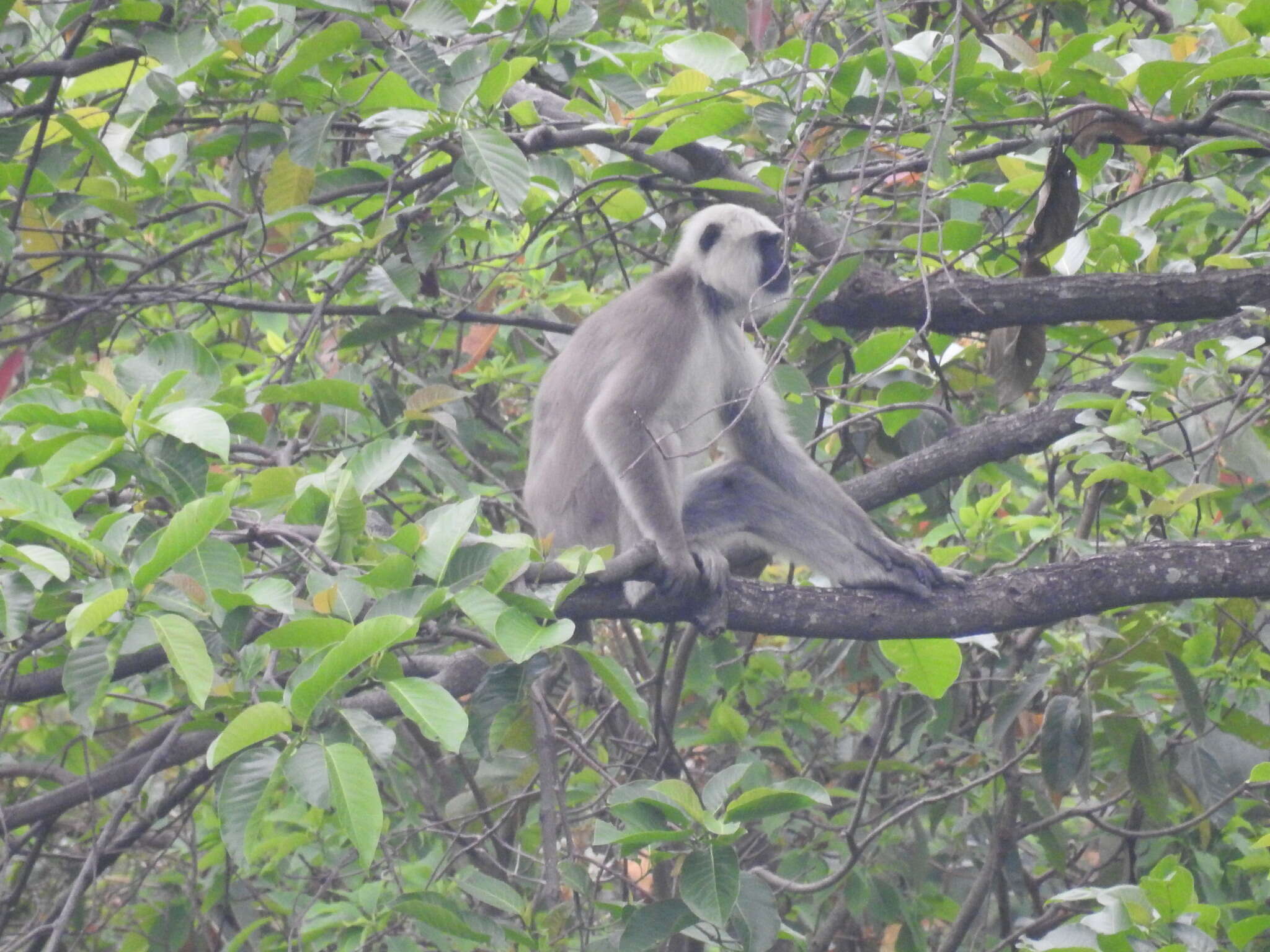 Image of Central Himalayan Langur