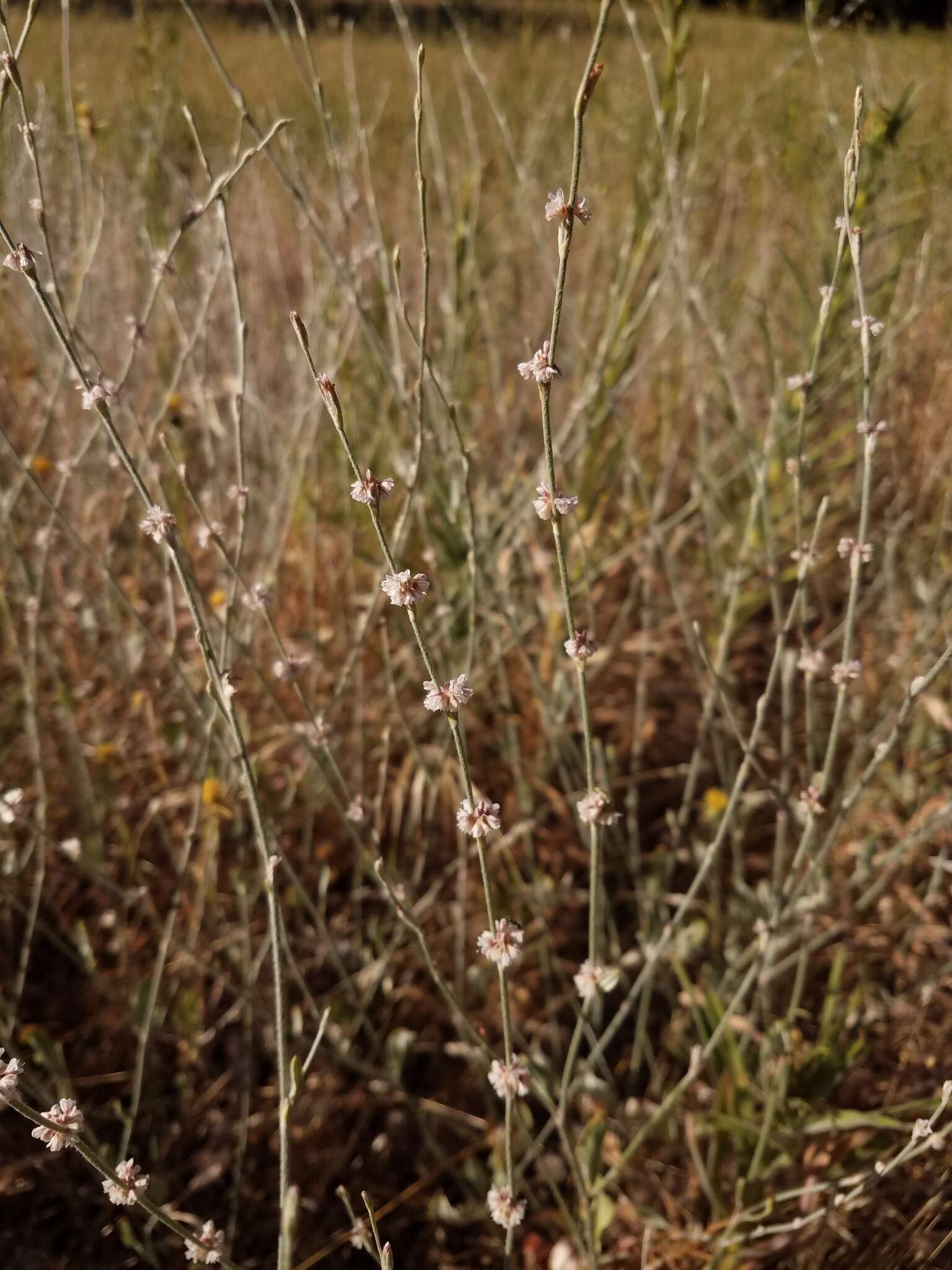 Image of wand buckwheat