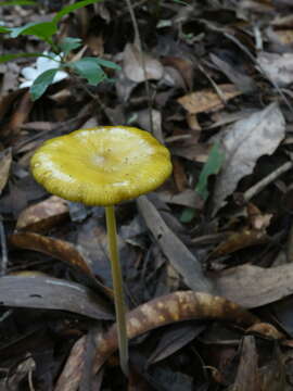 Image of Protoxerula flavo-olivacea (R. H. Petersen & Halling) R. H. Petersen 2010