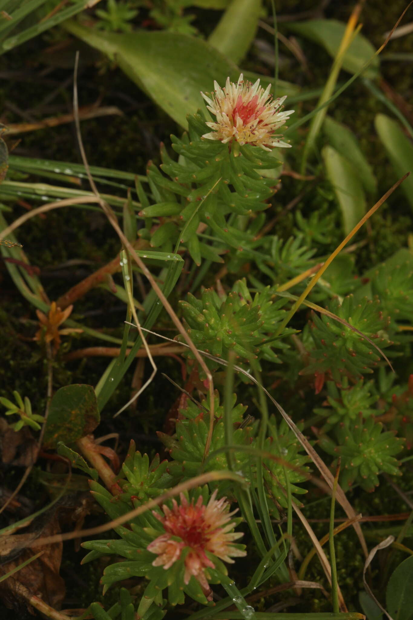 Image of Rhodiola algida (Ledeb.) Fisch. & C. A. Mey.