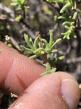 Image of Pteronia succulenta Thunb.