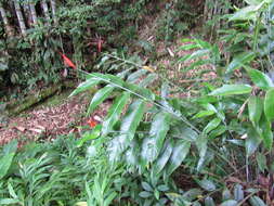 صورة Heliconia densiflora Verl.