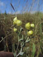Image of Helichrysum buchananii Engl.