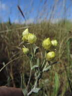 Слика од Helichrysum buchananii Engl.