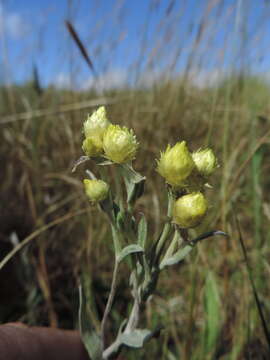 Image of Helichrysum buchananii Engl.