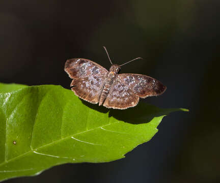 Image of <i>Sostrata nordica</i> Evans 1953